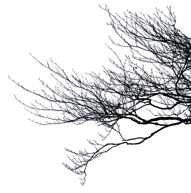 branches